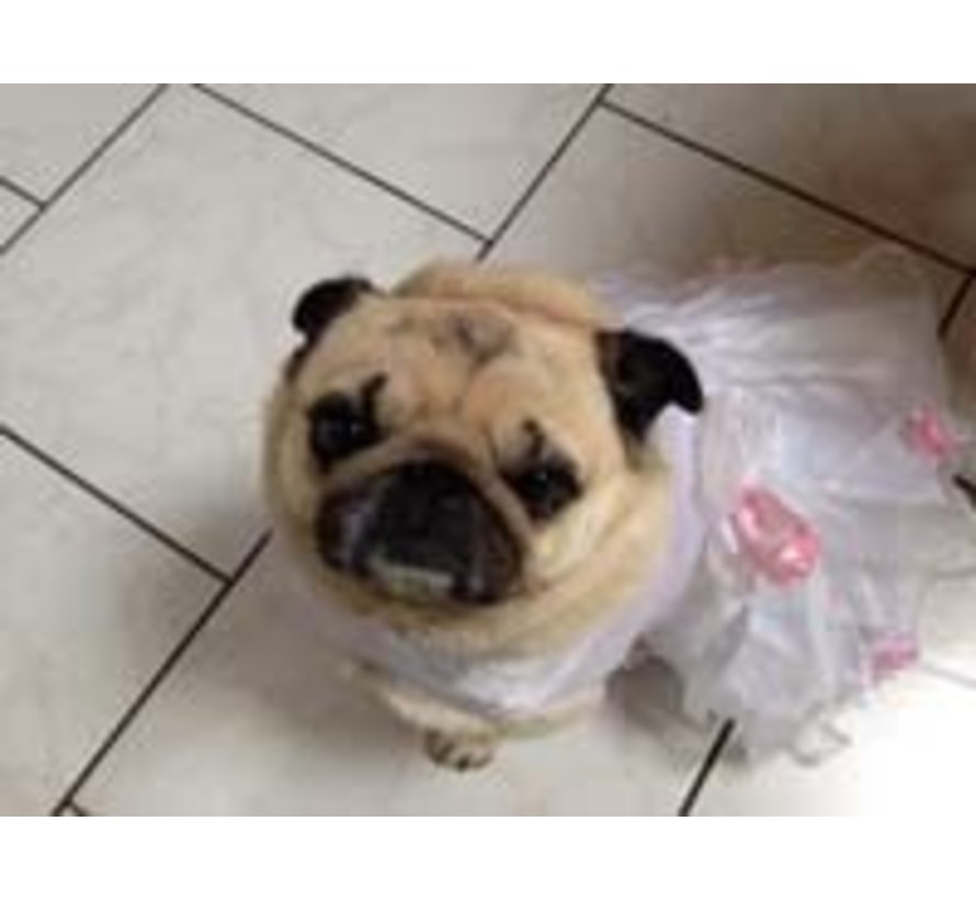 Dog Wedding Dress