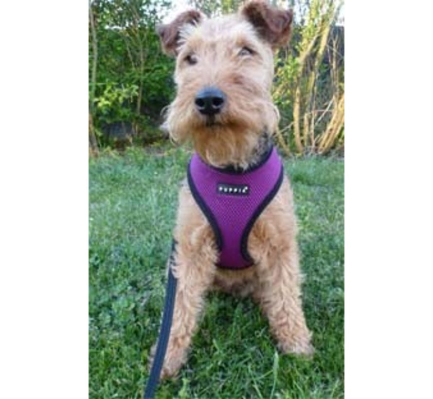 Dog Harness Soft Harness Purple