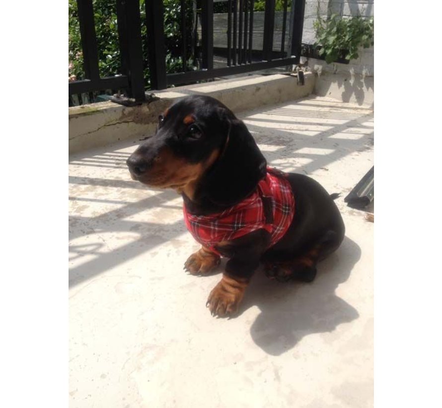 Dog Harness Comfy Harness Scottish Red