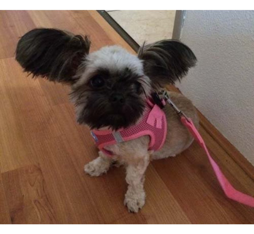 Dog Harness Soft Vest Harness Pink