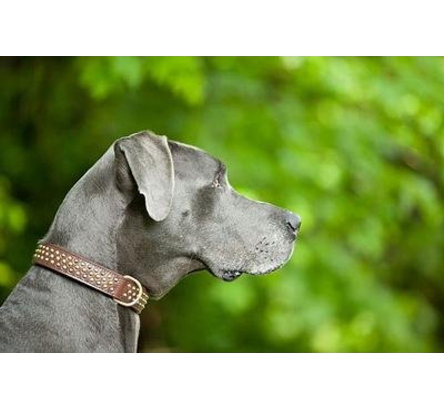 Dog Collar Bengal Brass