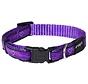 Dog Collar Purple Chrome