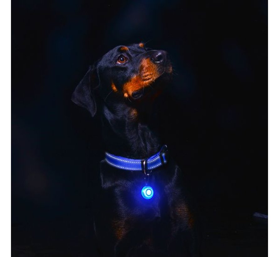 Roglite Safety Lamp for dogs Blue