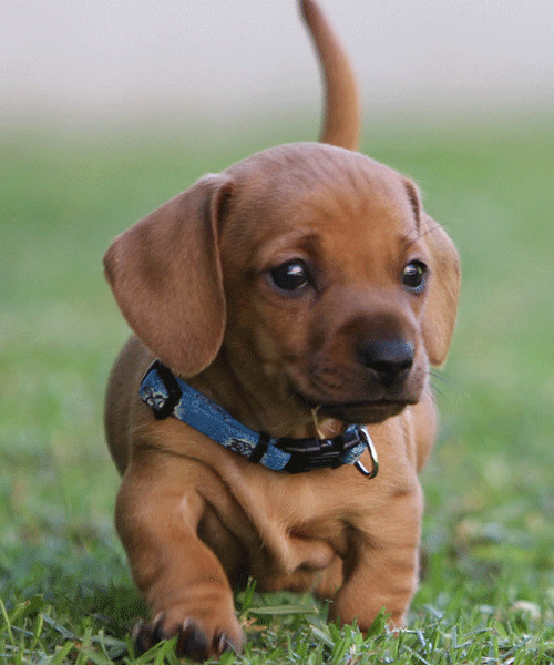 Puppy Halsband YoYo Blauw