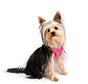 Dog Harness Wrapz Pink Bones