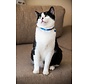 Cat Collar KiddyCat Royal Birds