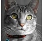 Cat Collar AlleyCat Red