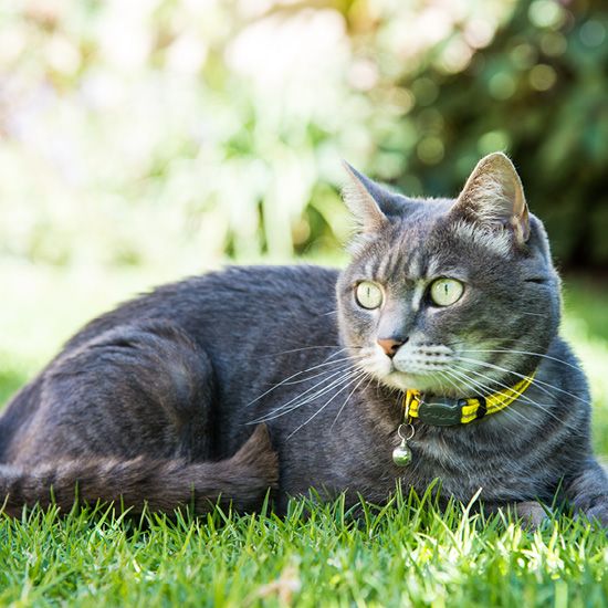 Afbeelding Kattenhalsband AlleyCat Geel door Petsonline