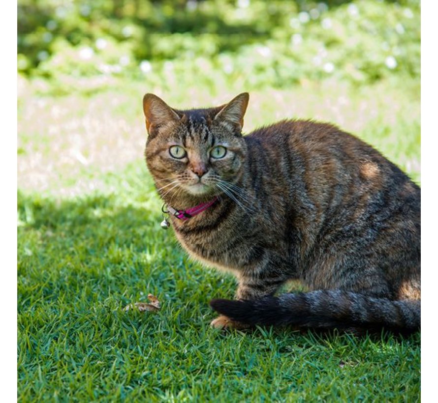 Kattenhalsband AlleyCat Roze