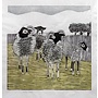 Sassy Sheep - Holzschnitt