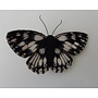 Marbled White British Butterfly Embroidered Brooch