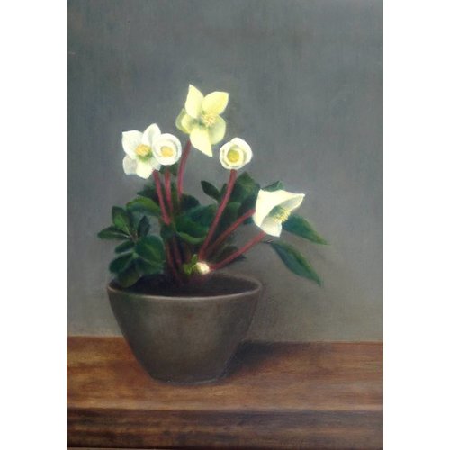 Linda Brill Hellebore Linda Brill Hellebore