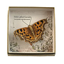Comma Butterfly Embroidered boxed Brooch 054
