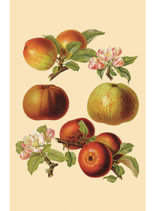 English Orchards 10 Notecard Pack