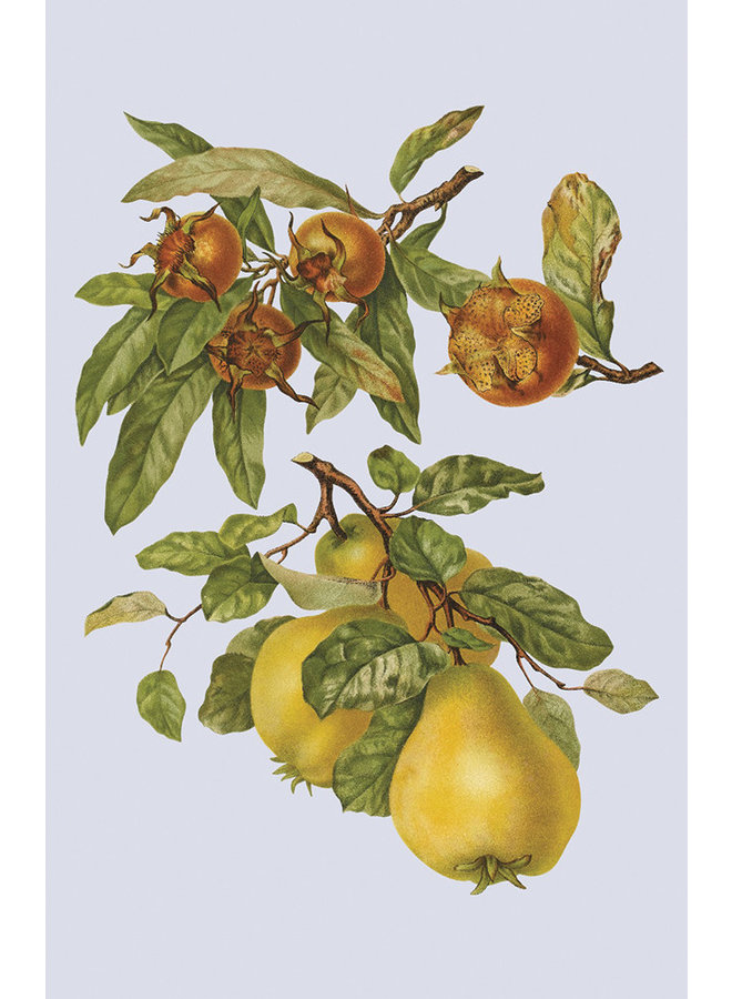 Englische Obstgärten 10 Notecard Pack