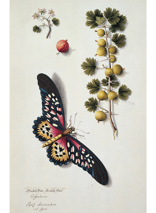 Schmetterlinge 10 Notecard Pack