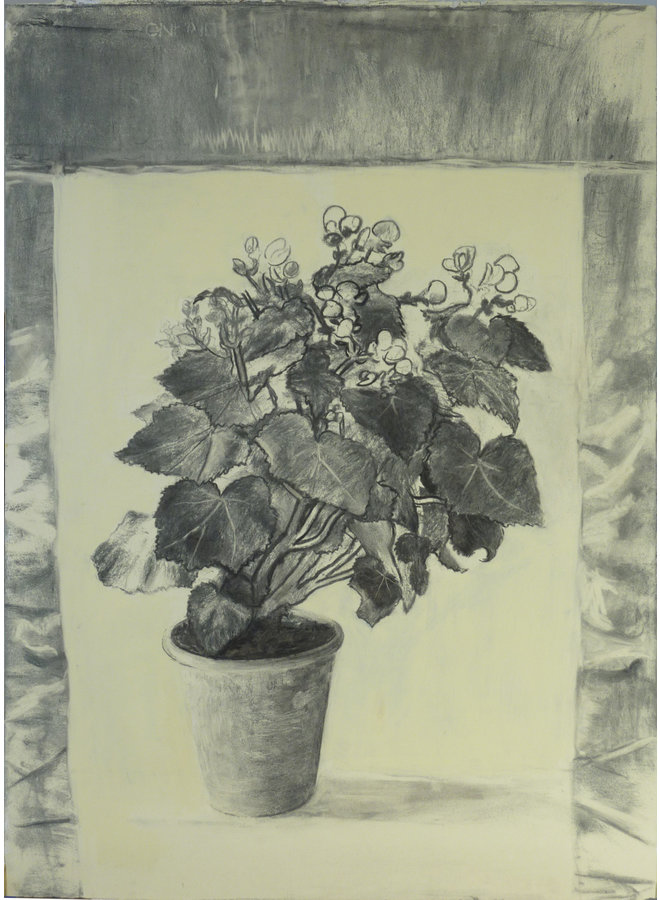 Begonia charcoal on paper 66