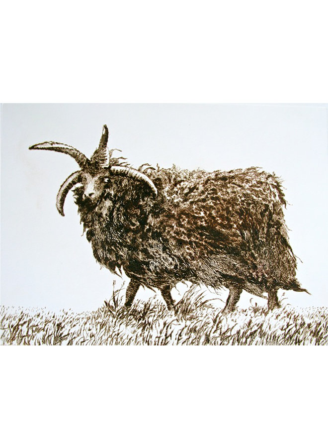 Hebridean Sheep 17