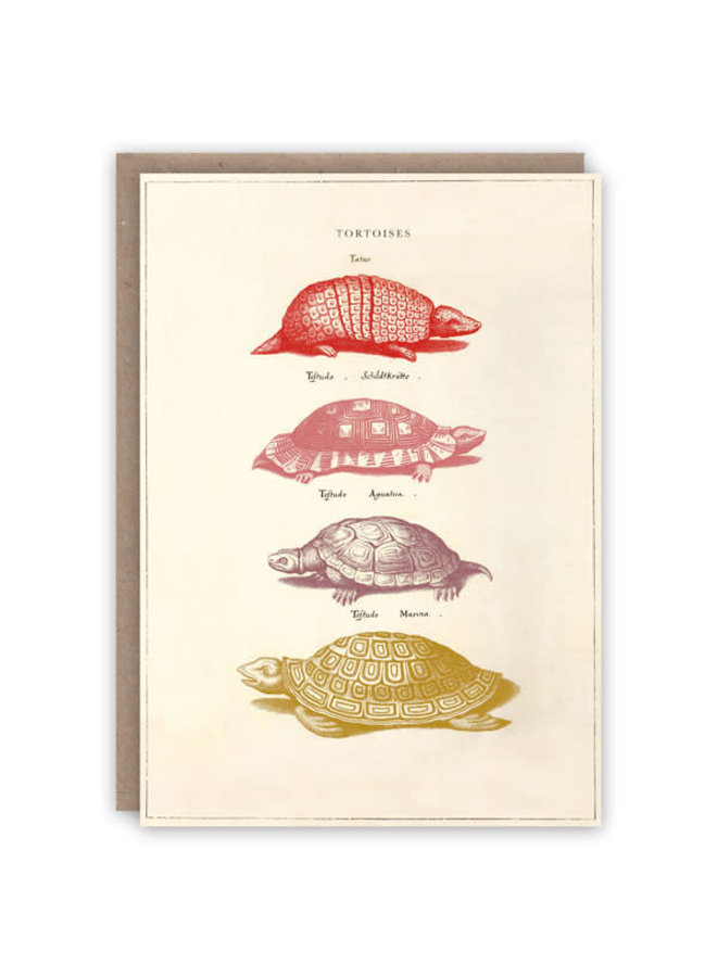 Tortoises pattern book card