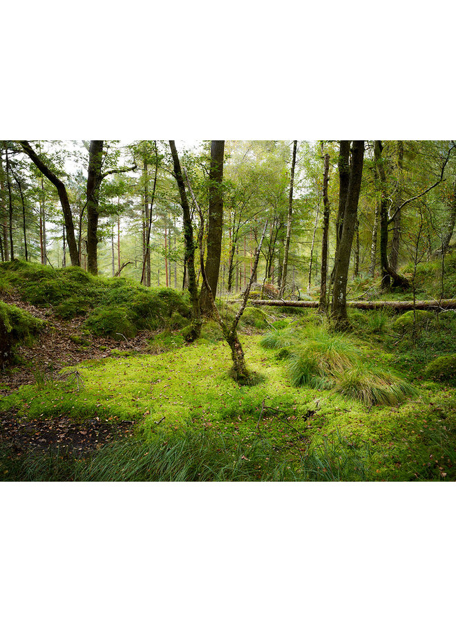 Woodland, Cumbria 06