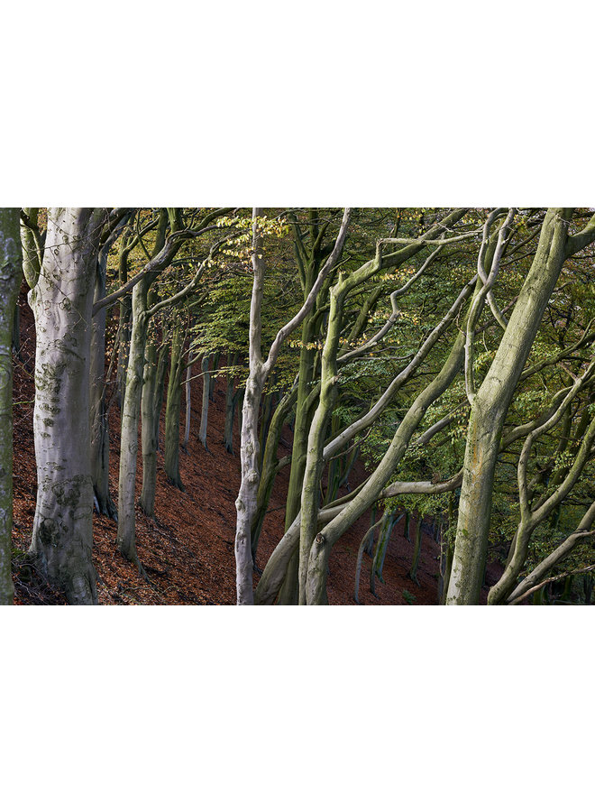 Woodland, Todmorden 03