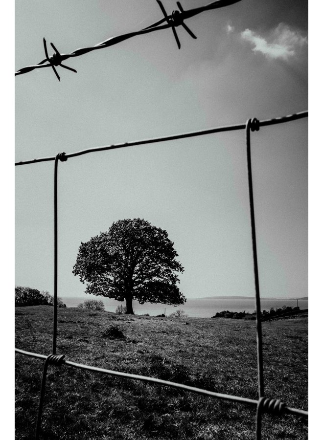 "Trapped" Arnside UK