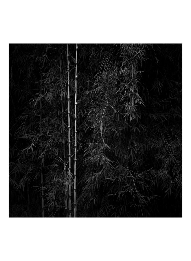 Bamboo, Hiroshima Japan - Elements of Landscape Series