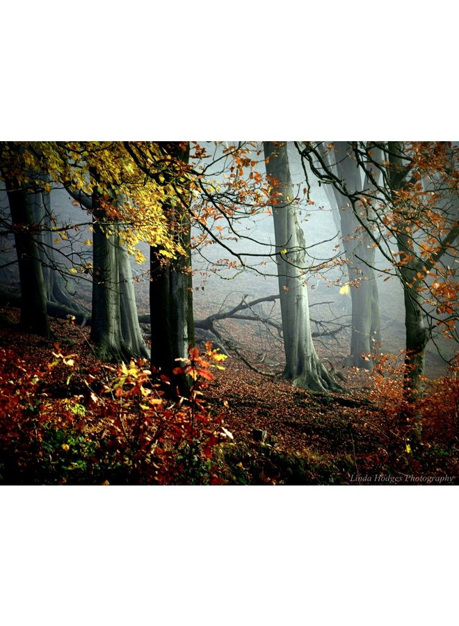 Misty Woodland 2, Hebden Bridge