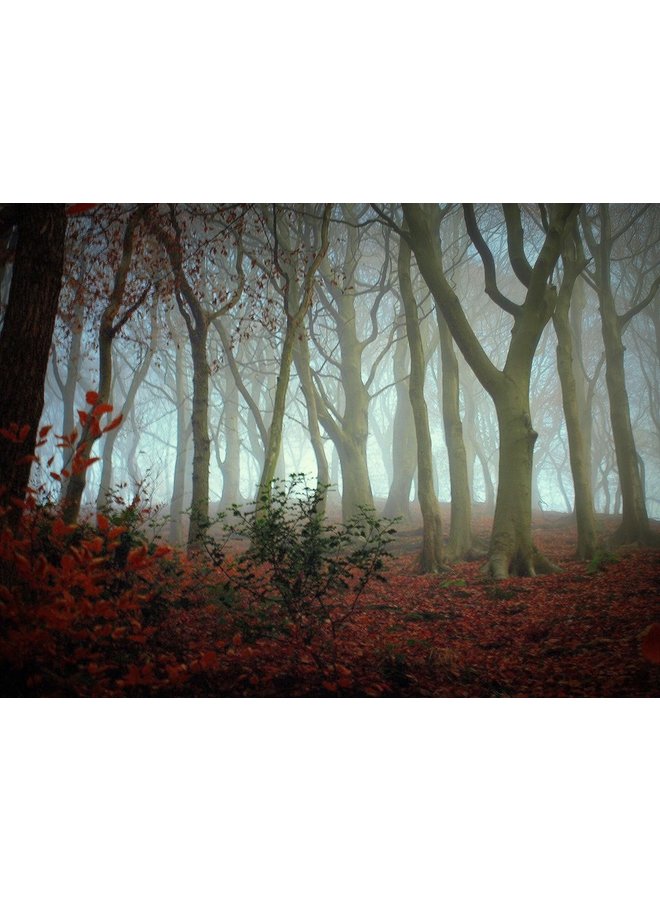 Misty Woodland 1, Hebden Bridge