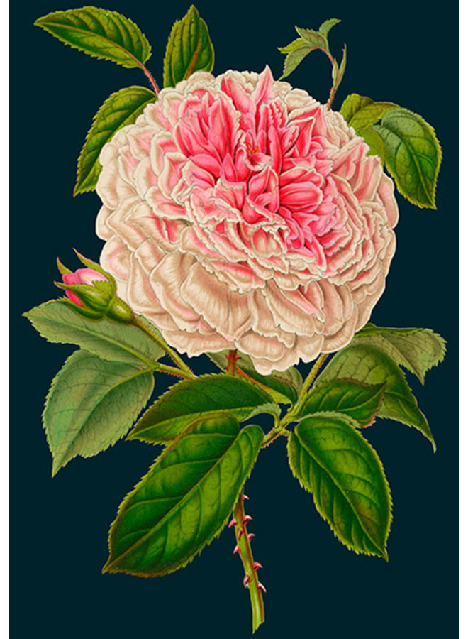 Rose Vintage Collection Card