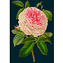 Rose Vintage Collection Card