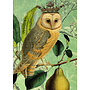 The Owl & the Pear card