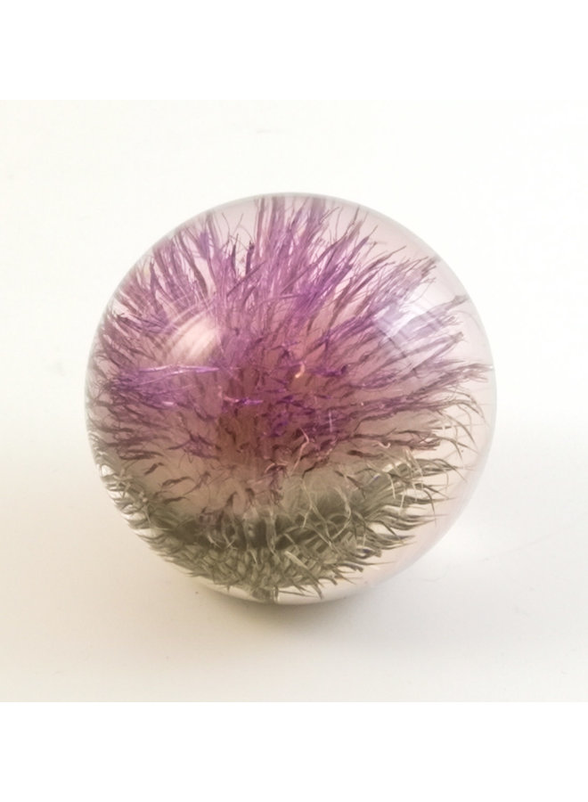 Open Thistle real flower paper weight 02