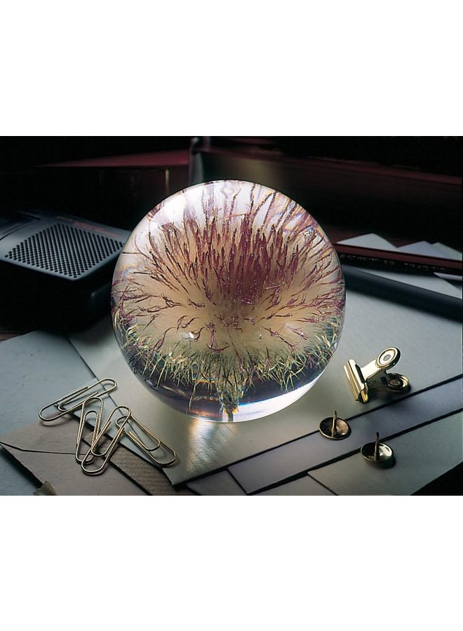 Open Thistle real flower paper weight 02