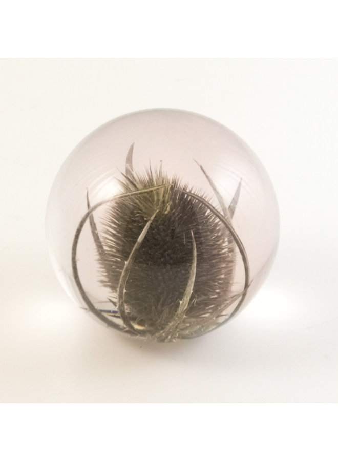 Teasel real flower paper weight 03