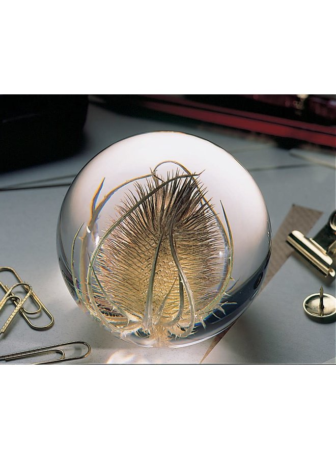 Teasel real flower paper weight 03