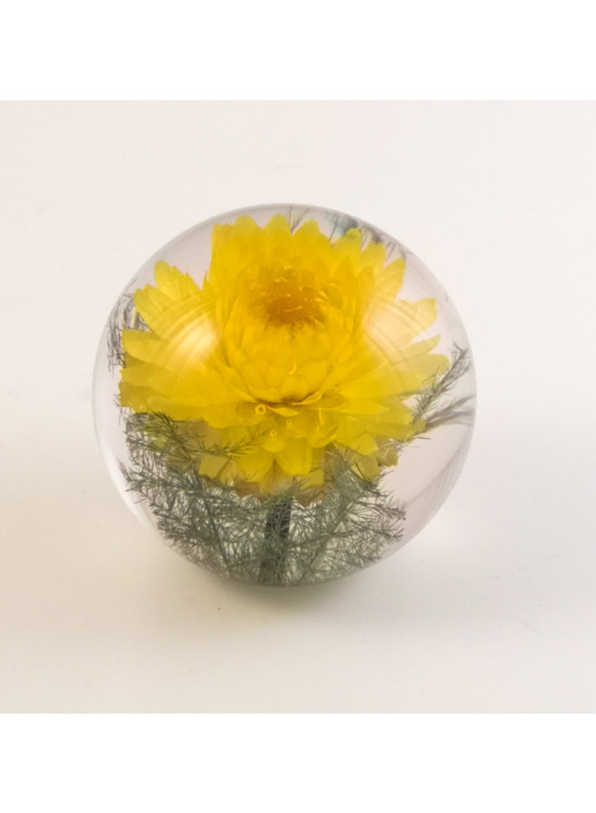 Yellow Helichrysum real flower paper weight 07