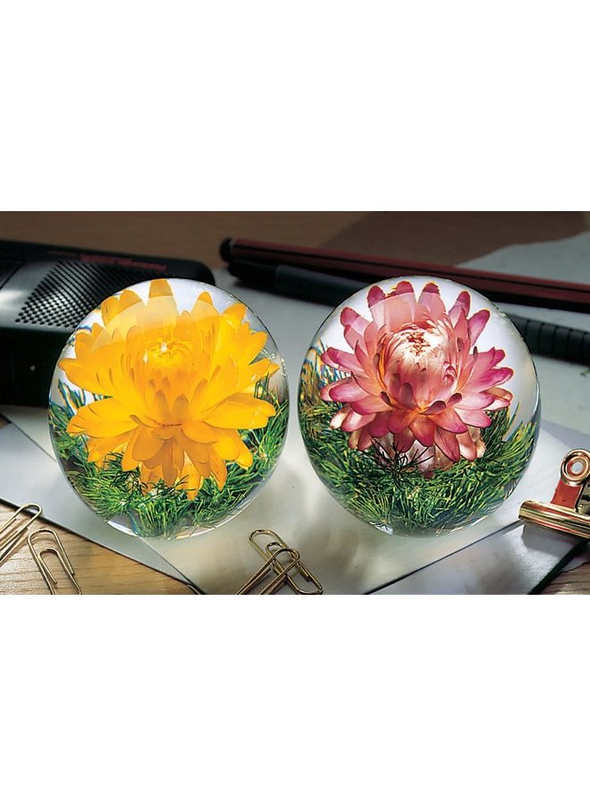 Yellow Helichrysum real flower paper weight 07