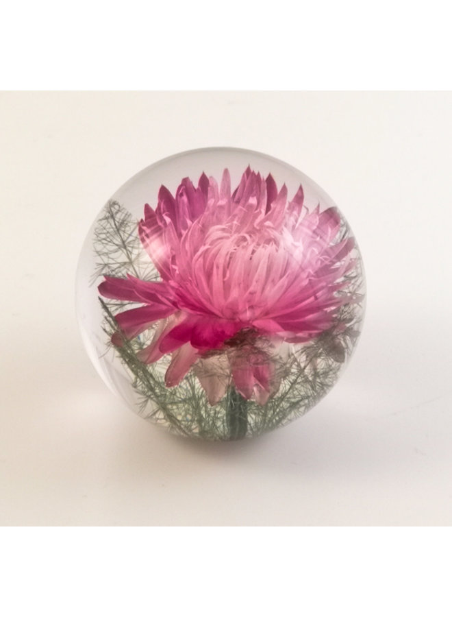 Pink Helichrysum real flower paper weight 08