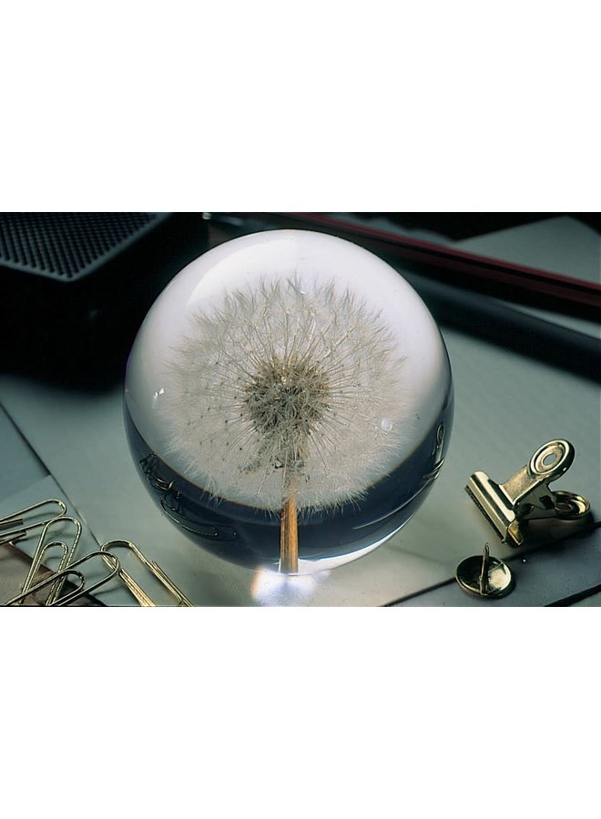 Dandelion real flower paper weight 01