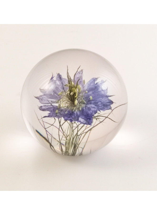 Nigella äkta blomma pappersvikt 04