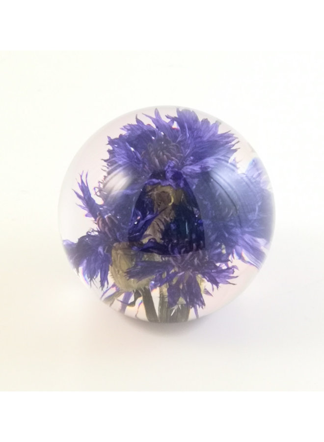 Cornflower real flower paper weight 05