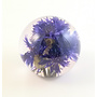 Cornflower real flower paper weight 05
