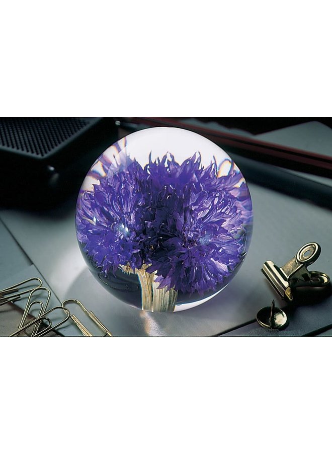 Cornflower real flower paper weight 05