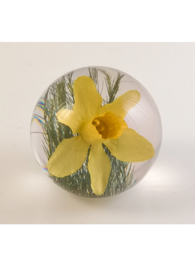 Pappersvikt för påsklilja med riktig blomma 06