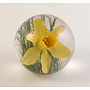 Daffodil real flower paper weight 06