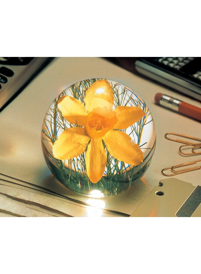 Narzissen-Briefbeschwerer mit echten Blumen 06