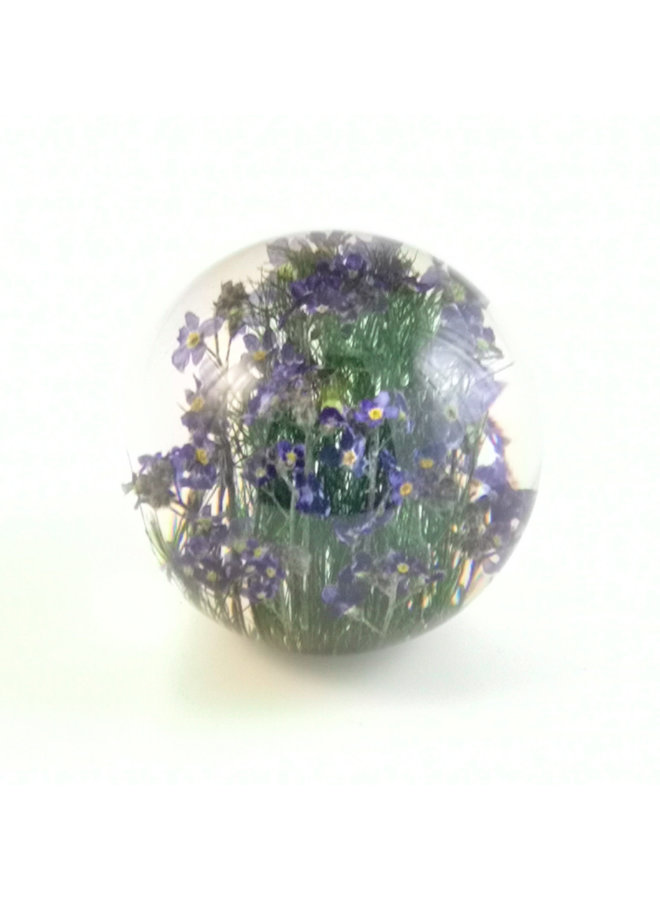 Forget me not real flower paper weight 09