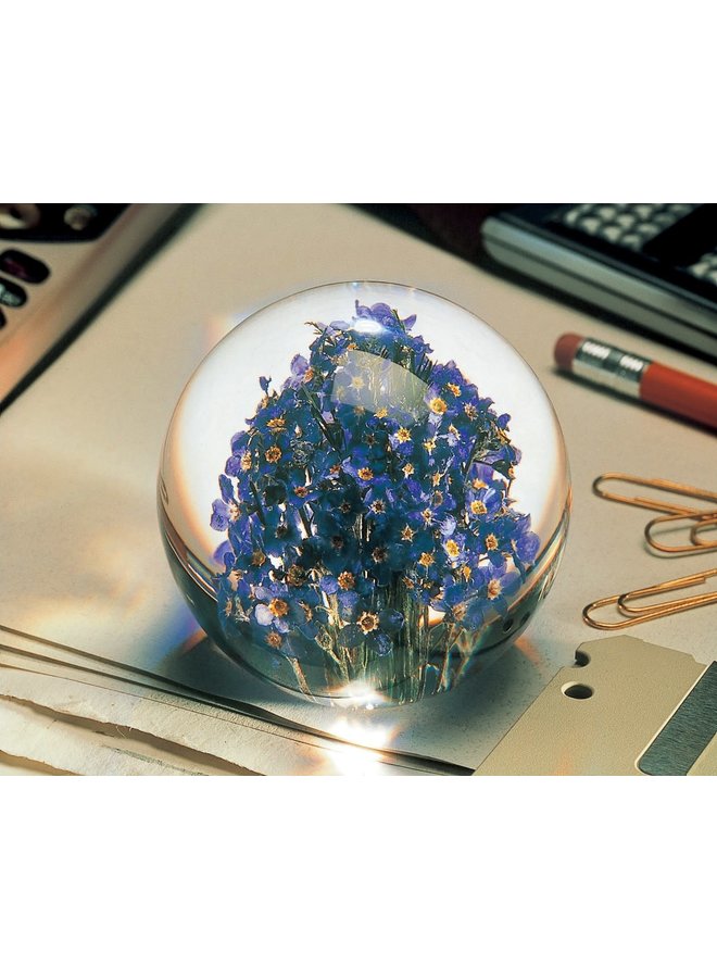 Forget me not real flower paper weight 09