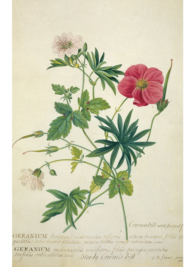 Wiesenblumen 10 Notecard Pack